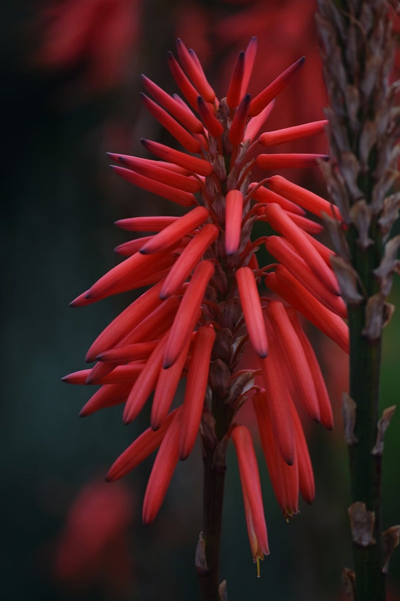 Drought-Resistant Species